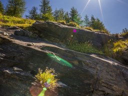 Grossglocknergebiet - Blumen